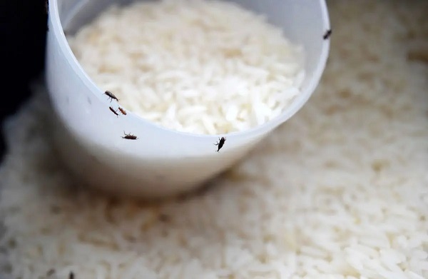 حشره زدن برنج